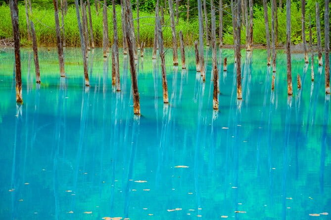 Private Day Trip to Asahiyama Zoo and Biei Blue Pond - Additional Information