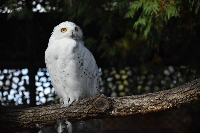 Private Day Trip to Asahiyama Zoo and Biei Blue Pond - Getting There and Getting Around