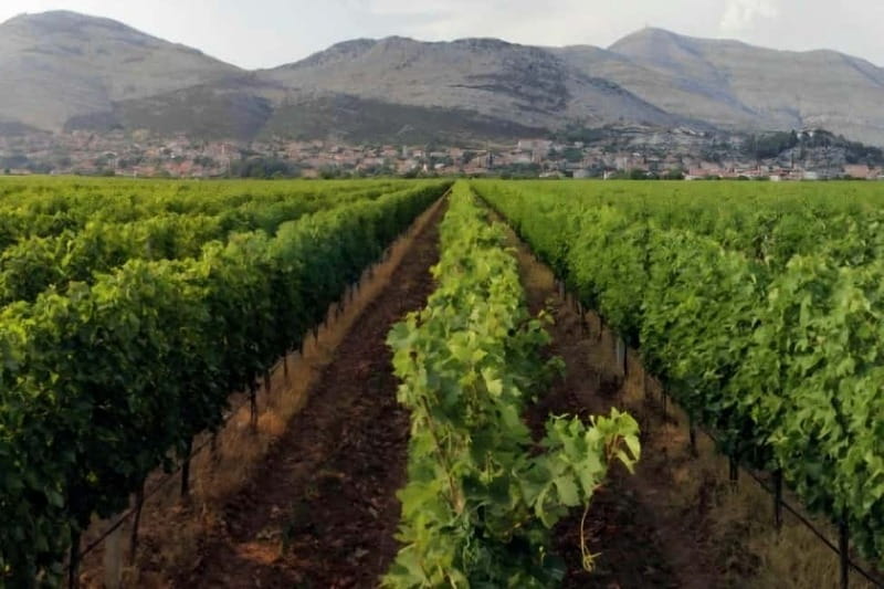 Private Day Trip to Bosnia: Wine, Culture & Local Lunch - The Sum Up: A Flavorful, Scenic Escape