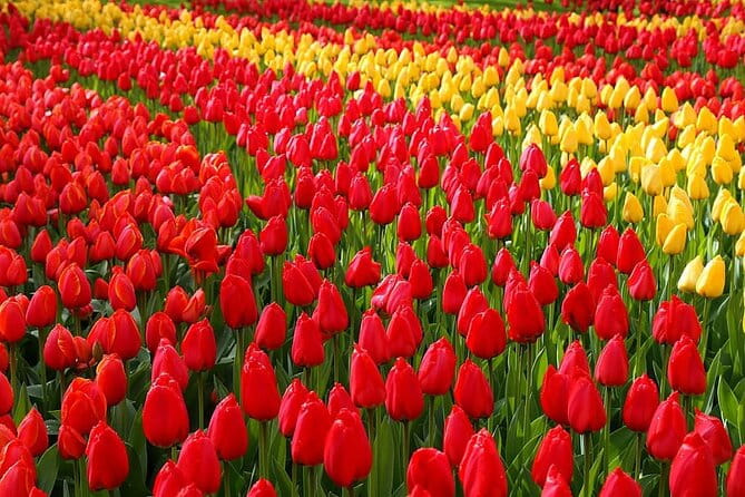 Private Day Trip to Keukenhof Gardens with Entrance Tickets - Price and Value Analysis
