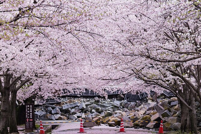 Private Day Trip to Kumamoto & Asakura From Fukuoka With Minibus - Health and Accessibility