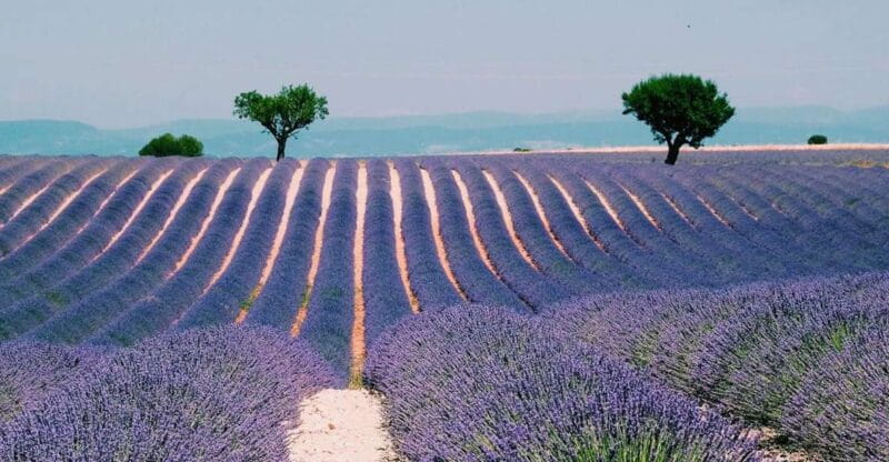 Private Day Trip to Provence and Lavender Fields - Who Will Enjoy This Tour Most?