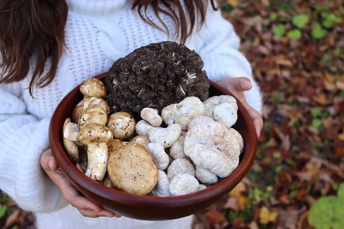 Private Daytrip for Truffle Mushroom Foraging and Wine Tasting - Key Points and Takeaways