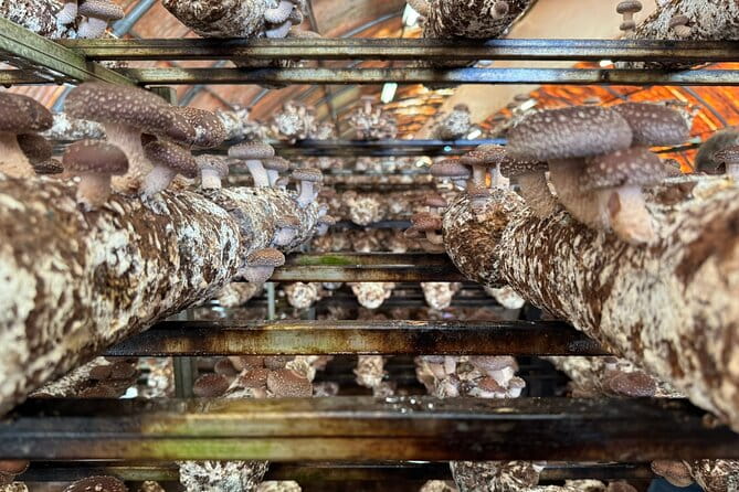 Private Daytrip for Truffle Mushroom Foraging and Wine Tasting - Additional Details: Logistics and Comfort