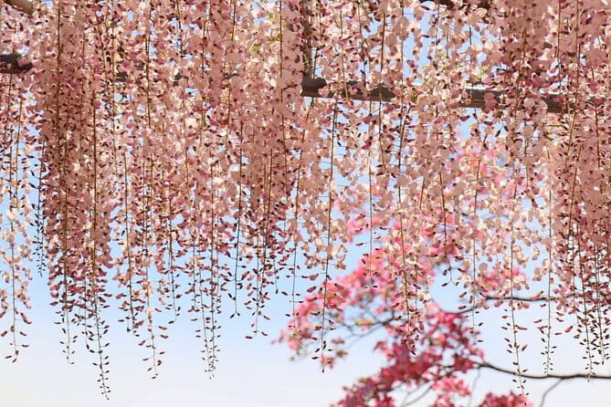 Private Departure Transfer From Kyoto City to Kansai International Airport - Reliable and Efficient Transportation