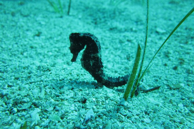 Private Discovery Dive + Photos & Videos - Whats Included