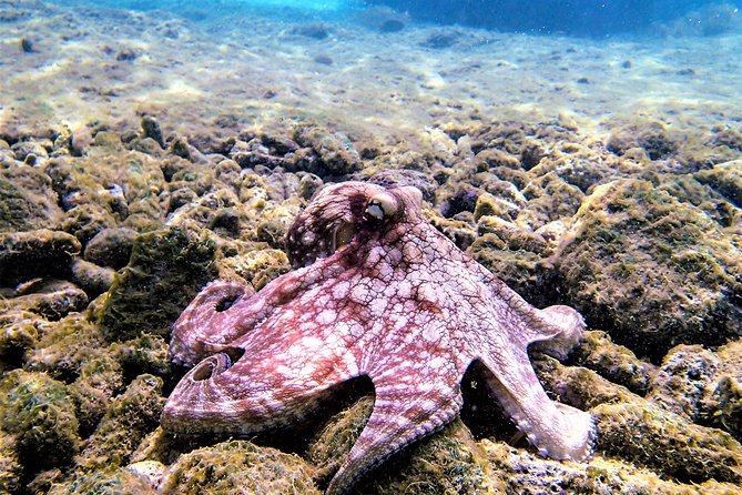 Private Dive Charter Incl. Captain Dive Guide 2 Dives Incl. Gear - Group Size and Capacity