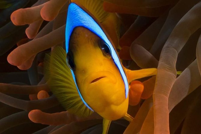 Private Diving at Zenobia Wreck in Larnaka - Preparing for the Diving Adventure