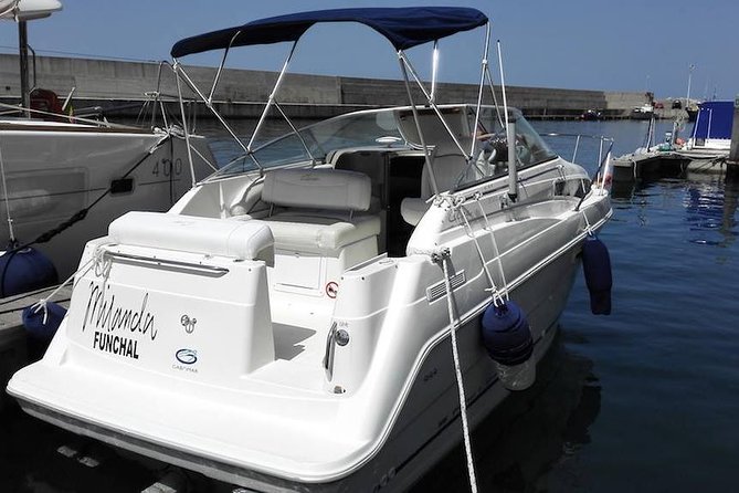 Private Dolphin and Whale Watching Tour in Madeira - Marine Life Spotting