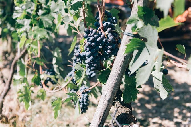 Private Ebike Tour in Chianti - A Fresh Way to Experience Tuscany: Private Ebike Tour in Chianti