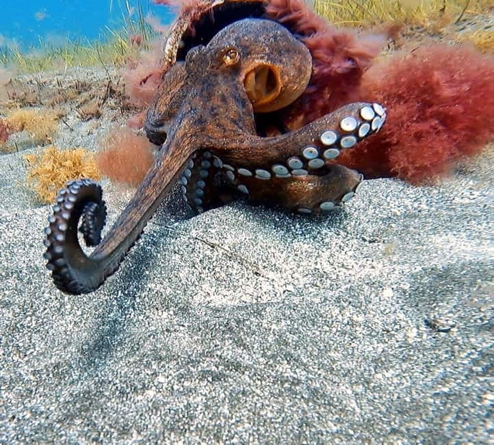 Private Eco Scuba Diving in Tenerife: no crowds and no rush - Why this experience is special