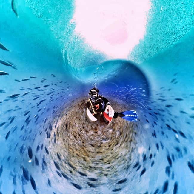 Private Eco Scuba Diving in Tenerife: no crowds and no rush - What you can expect to see