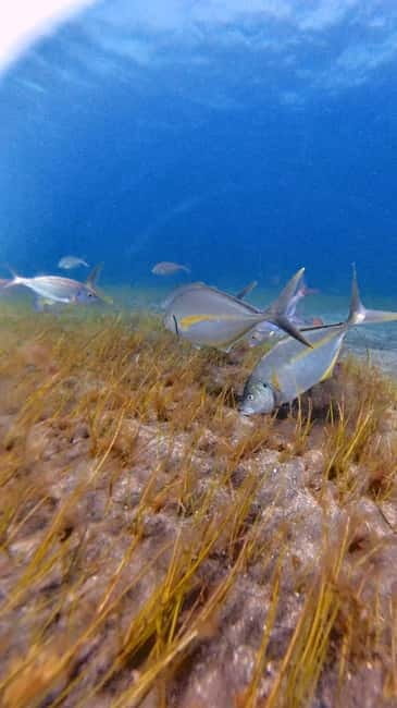 Private Eco Scuba Diving in Tenerife: no crowds and no rush - Practical details: What you need to know