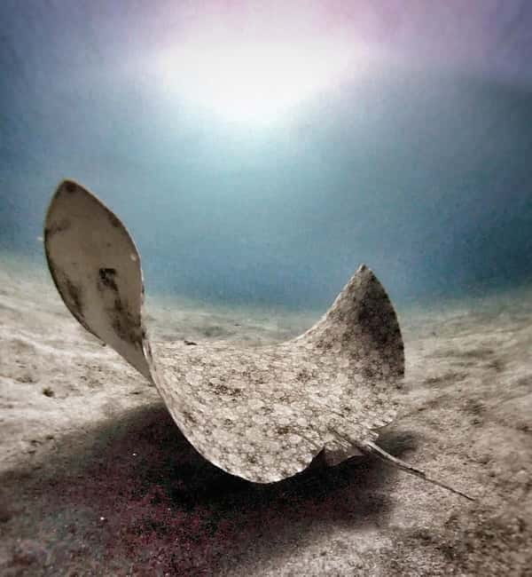 Private Eco Scuba Diving in Tenerife: no crowds and no rush - Who will love this experience?