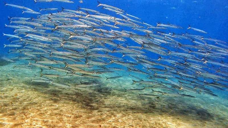 Private Eco Scuba Diving in Tenerife: no crowds and no rush - Price and value