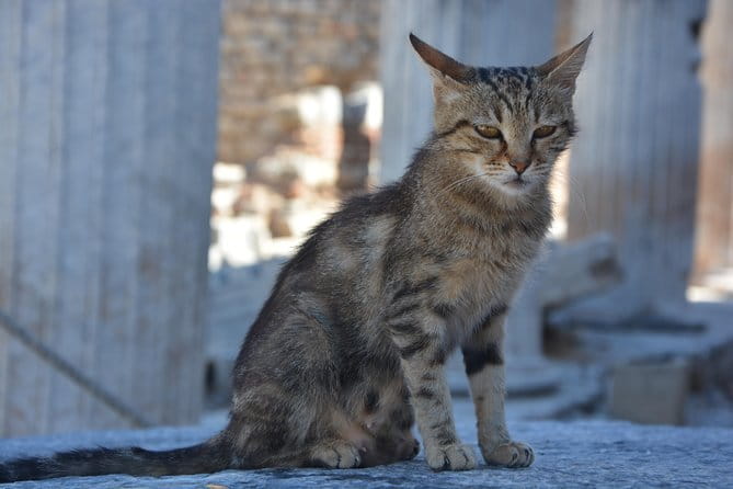 Private Ephesus Shore Excursion - Final Thoughts: Is It Worth It?