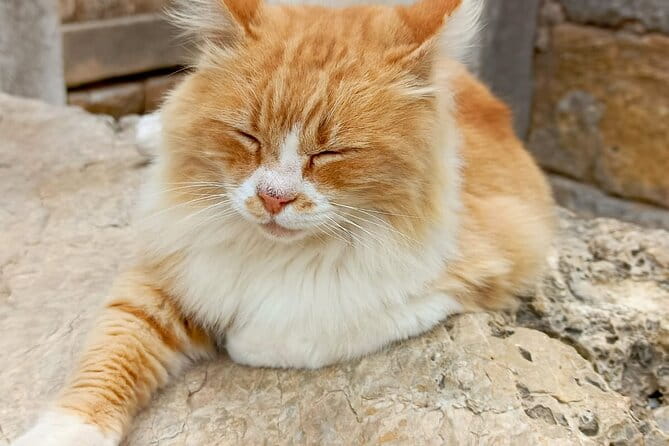 Private Ephesus Tour from Izmir Port and Hotels - Final Thoughts