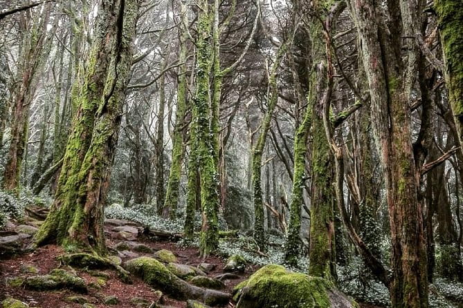 Private Evening Walk Inside the Forest: "Sintra Mountains Inbetween Wolves" - The Experience in Detail