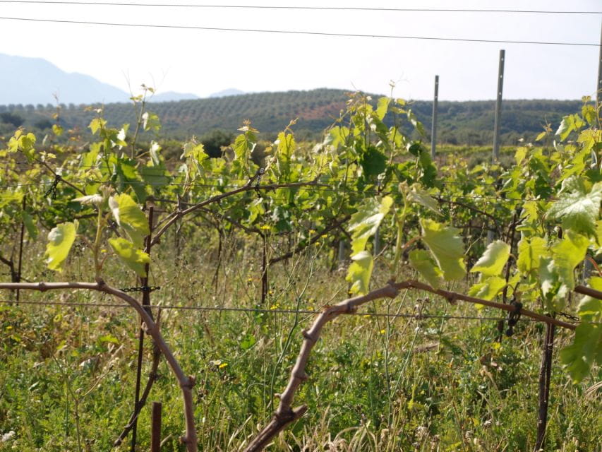 Private Exclusive Manousakis Winery and Vineyard Tour - Manousakis Winery Experience