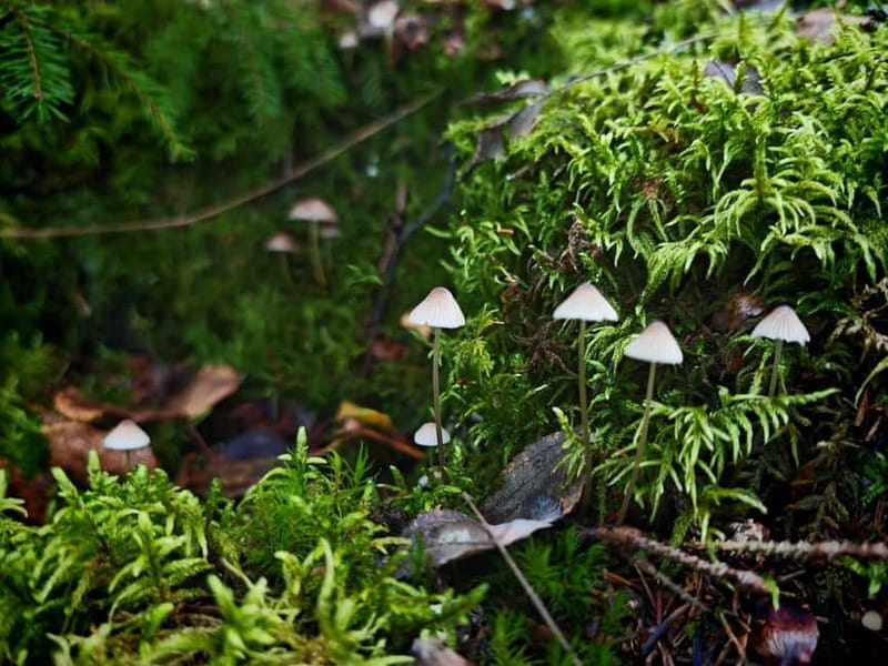 Private Forest Mind Tour in Tampere - Price and Logistics: Good Value for a Unique Finnish Experience