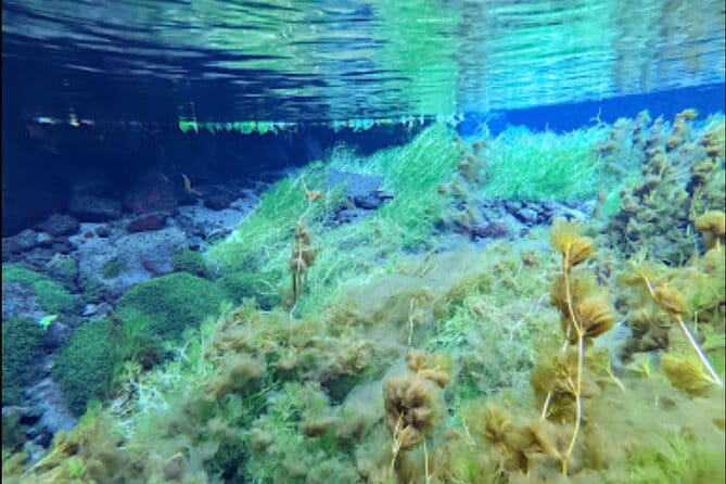 Private Fuji Spring Water Brewery Tour With Fuji Hotel Pick-Up - Tasting the Craft Spring Water Beverages