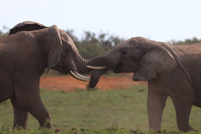Private Full-Day Addo Elephant National Park Safari - Experienced Guides