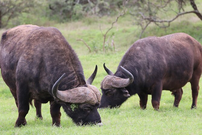 Private Full-Day Addo Elephant Park & Giraffe Walk Safari - Park Entry and Conservation Fees