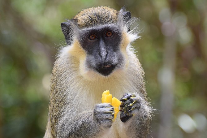 Private Full-Day Barbados Excursion With Entrance Fee Discounts - Booking Information