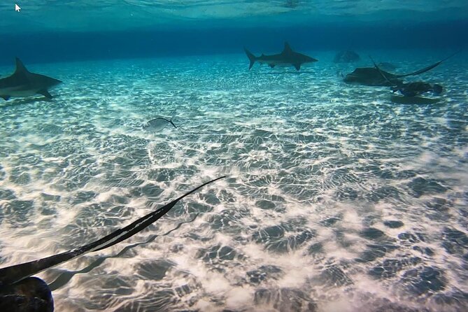 Private Full Day Charter - Stingray City, Starfish Point, Kaibo & Snorkeling - Charter Overview