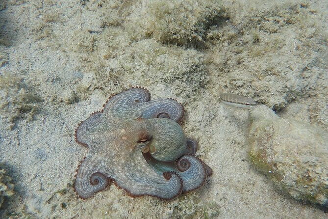 Private Full Day Cruise Tour in Naxos Town - The Sum Up