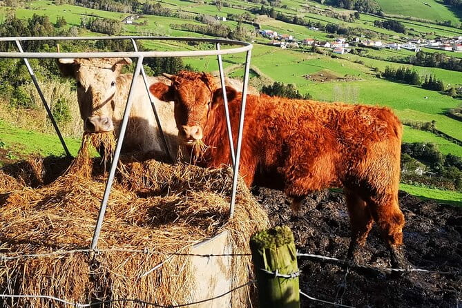 Private full day Faial, life on the island - Coastal Charm at Varadouro