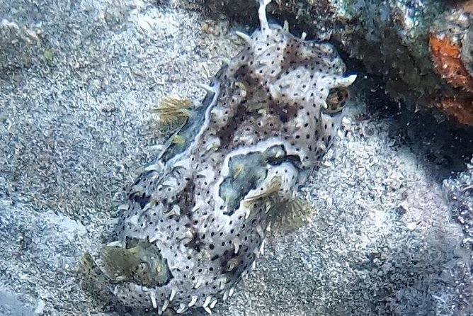 Private Full Day Guided Snorkeling or Diving Charter in St Thomas - Exploring Marine Life