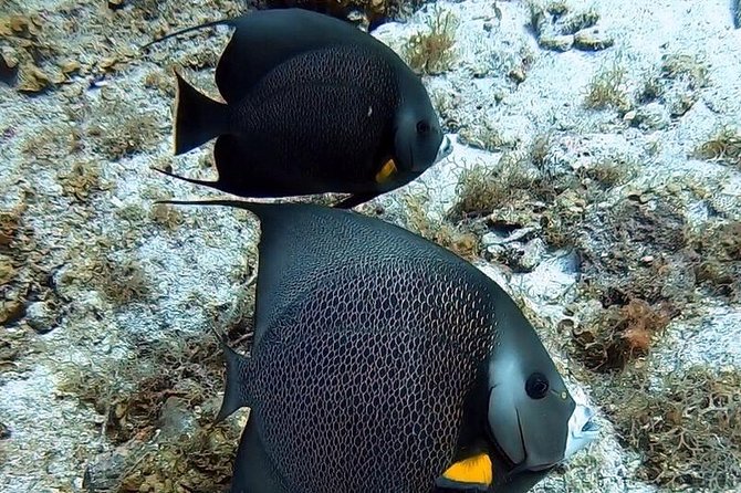 Private Full Day Guided Snorkeling or Diving Charter in St Thomas - Recommended Services