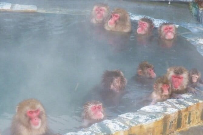 Private Full Day Guided Tour In Hakodate - Inclusions and Costs