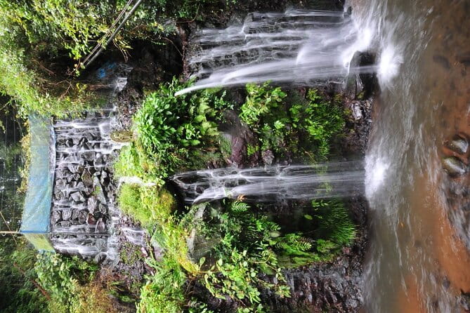 Private Full-Day Guided Tour in Mount Fuji Lakes - Food and Drink Options