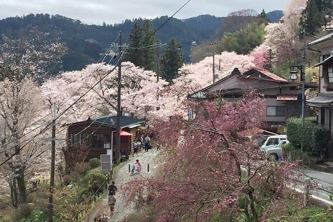 Private Full-Day Guided Tour in Yoshino, Japanese Mountain - Tour Schedule