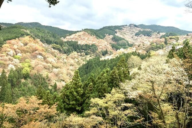 Private Full-Day Guided Tour in Yoshino, Japanese Mountain - Accessibility and Requirements