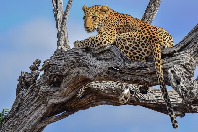 Private Full Day Safari L Kruger National Park From Hazyview or Skukuza - Whats Excluded
