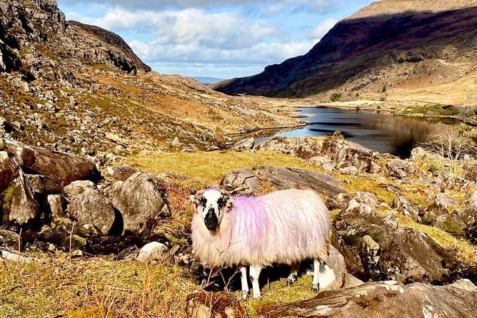 Private Full Day Tour From Killarney - Ring of Kerry/Skellig - Practical Tips for Booking