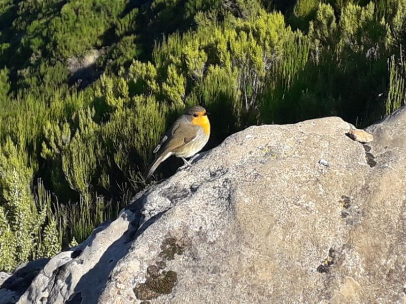 Private Full-Day Tour of North Coast and Laurissilva Forest - Unpacking the Experience: The Full Journey from Start to Finish