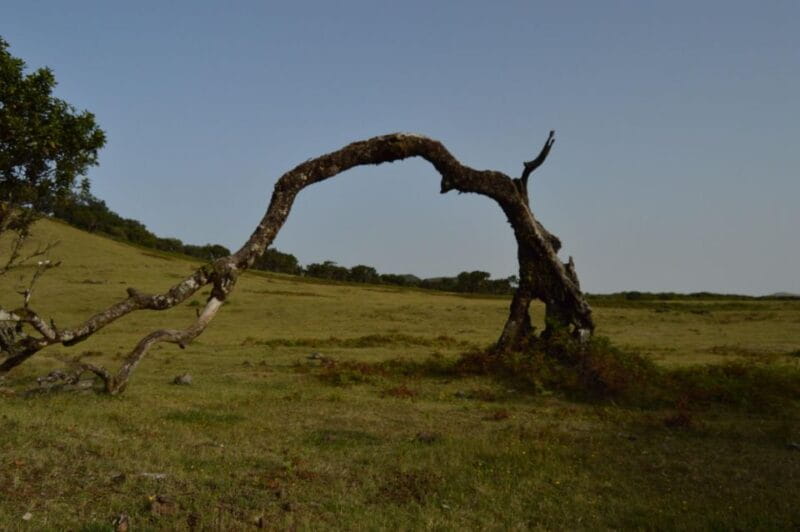 Private Full-Day Tour of North Coast and Laurissilva Forest - Who This Tour Suits Best