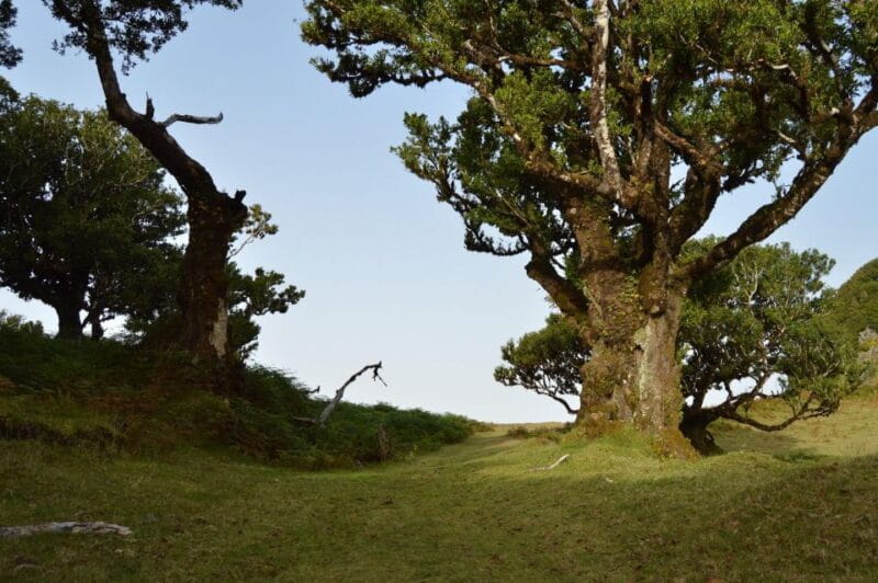 Private Full-Day Tour of North Coast and Laurissilva Forest - Frequently Asked Questions