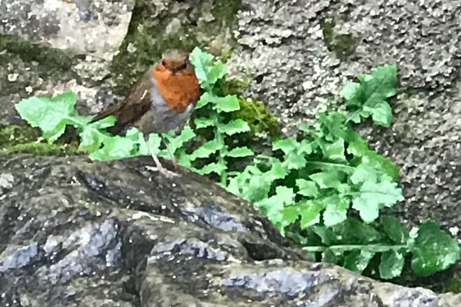 Private Garden of Ireland Wicklow Tour from Dublin - An In-Depth Look at the Wicklow Day Tour