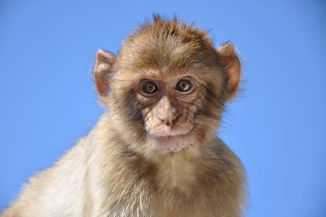 Private Gibraltar Victory Gold Tour 2.30hrs - A Detailed Breakdown of the Gibraltar Victory Gold Tour