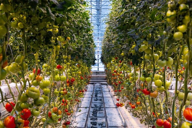 Private Golden Circle & Sky Lagoon Transfer and lunch (Up to 8 P) - Who Should Consider This Tour?