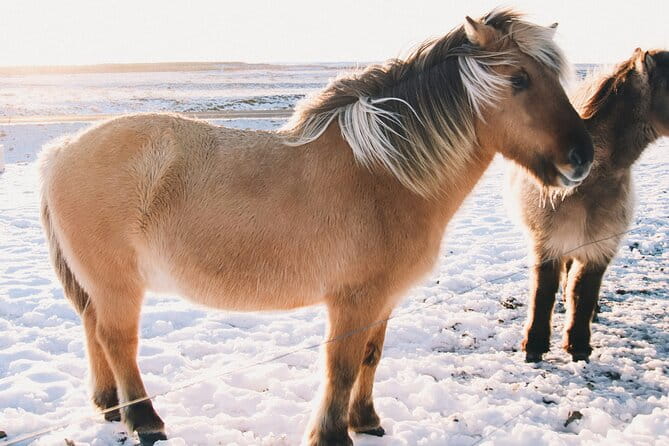 Private Golden Circle & Sky Lagoon Transfer and lunch (Up to 8 P) - Practical Tips for Bookers