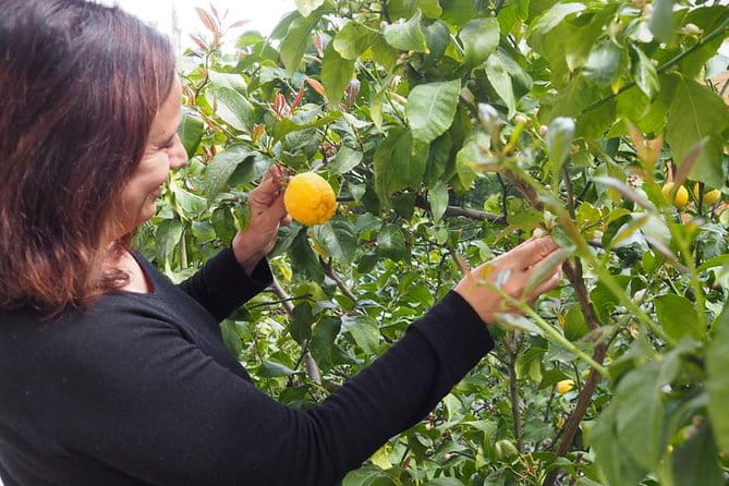 Private Greek Cooking Class in Athens-Learn to Cook with Angelina - Inside the Itinerary: What You Can Expect