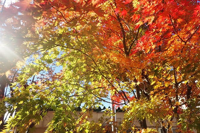 Private-group Morning Cycling Tour in Hida-Furukawa - Health and Safety Considerations