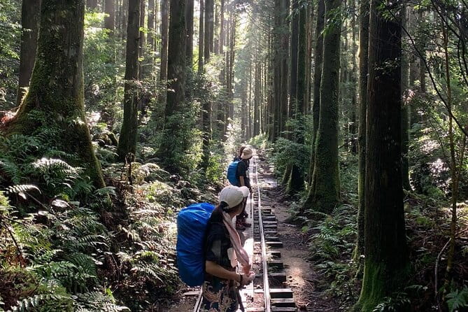 [Private Guide & Plan With Bento] Lets Walk in the Forest of Thousands of Years of Age! Jomon Cedar Day Trip Trekking [Special Lunch With Yakushima Ingredients! ] - Whats Included in Your Trekking Adventure