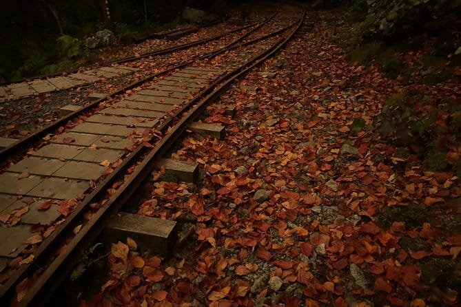 [Private Guide & Plan With Bento] Lets Walk in the Forest of Thousands of Years of Age! Jomon Cedar Day Trip Trekking [Special Lunch With Yakushima Ingredients! ] - Meeting and Pickup Information